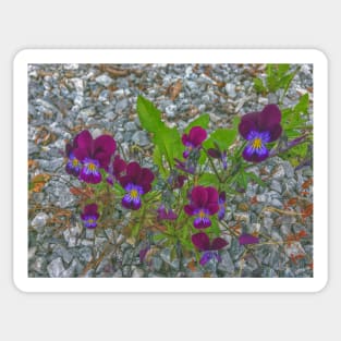 Digitally Enhanced Violets and Gravel Sticker